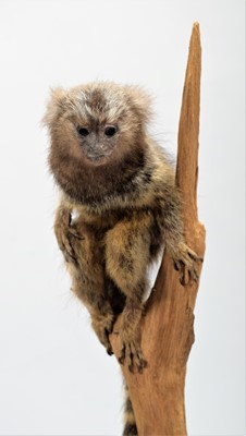 Lot 362 - Taxidermy: A Cotton-eared Marmoset Monkey...