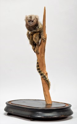 Lot 362 - Taxidermy: A Cotton-eared Marmoset Monkey...