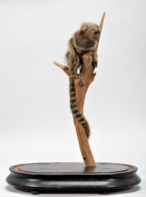 Lot 362 - Taxidermy: A Cotton-eared Marmoset Monkey...