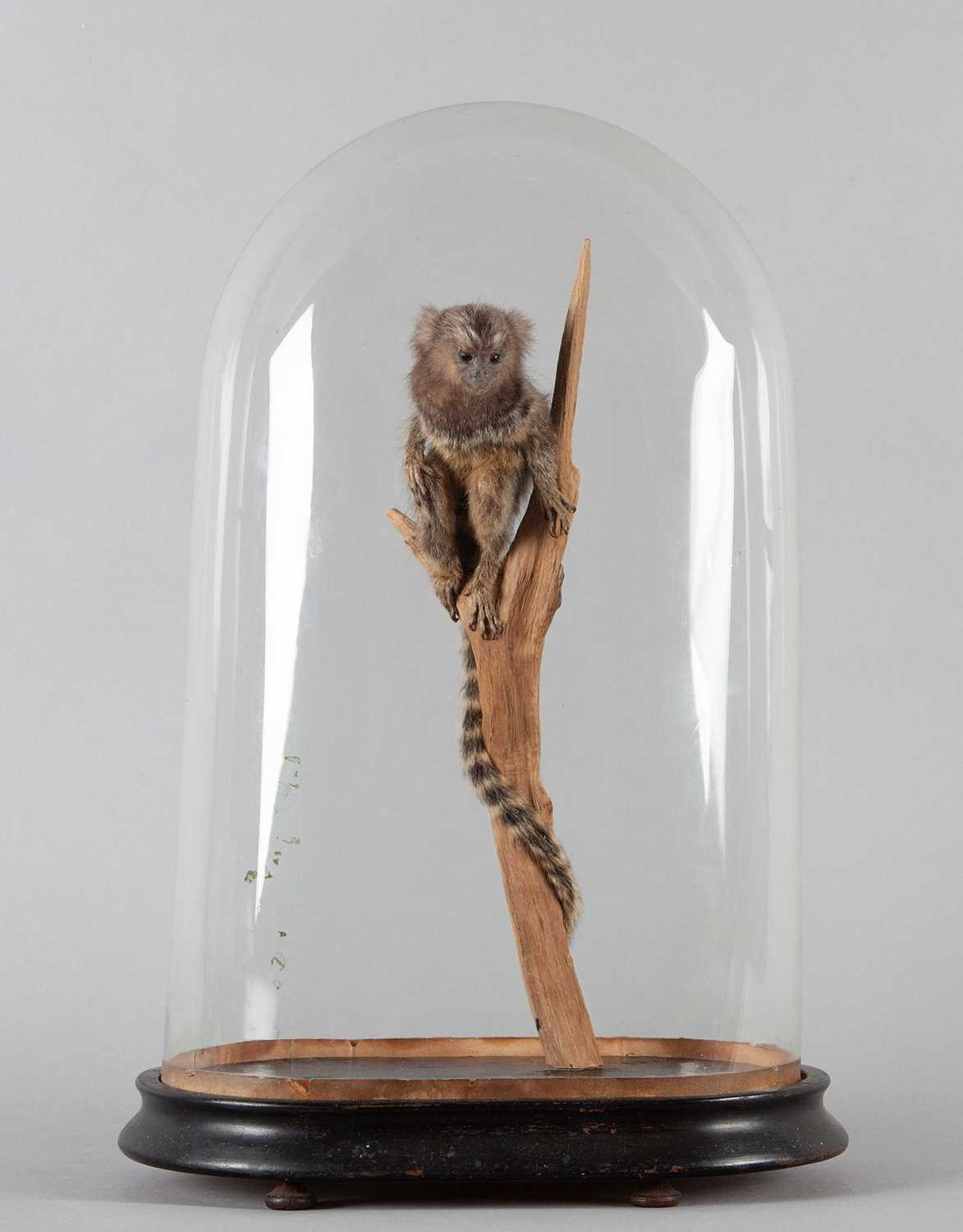 Lot 362 - Taxidermy: A Cotton-eared Marmoset Monkey...