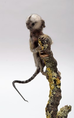 Lot 357 - Taxidermy: A Baby Cotton-Eared Marmoset Monkey...