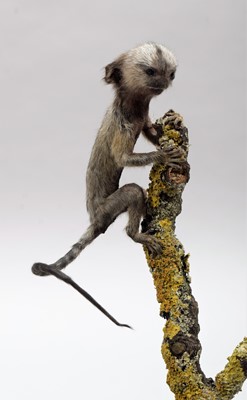 Lot 357 - Taxidermy: A Baby Cotton-Eared Marmoset Monkey...