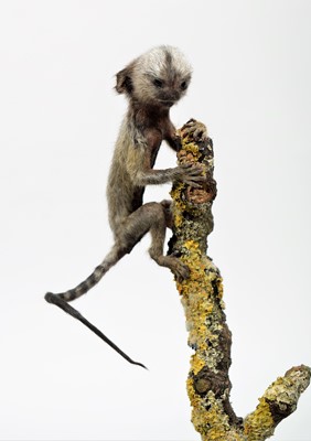 Lot 357 - Taxidermy: A Baby Cotton-Eared Marmoset Monkey...