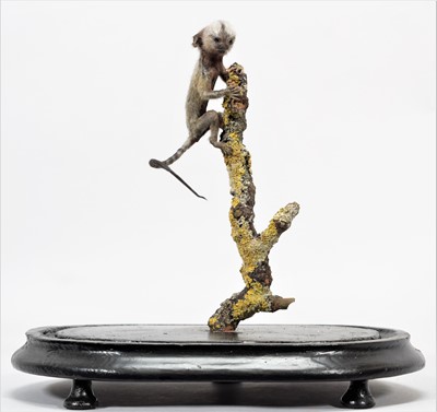 Lot 357 - Taxidermy: A Baby Cotton-Eared Marmoset Monkey...