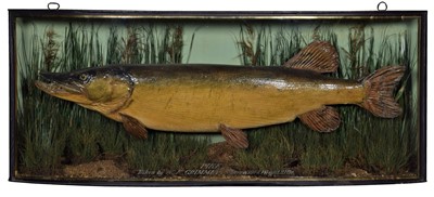 Lot 158 - Taxidermy: A Cased Northern Pike (Esox lucius),...