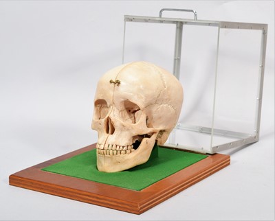 Lot 93 - Replica Human Skull