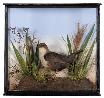 Lot 270 - Taxidermy: A Cased White-throated Dipper...