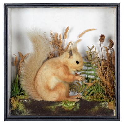 Lot 92 - Taxidermy: A Late Victorian Cased Red Squirrel...