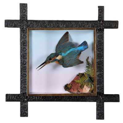 Lot 283 - Taxidermy: A Wall Cased European Kingfisher...