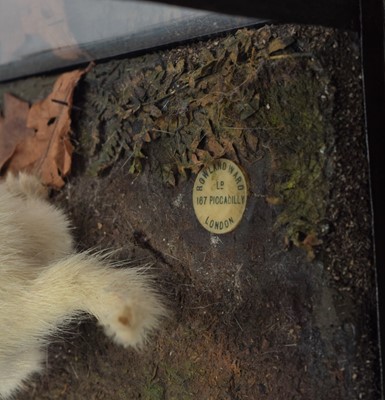 Lot 353 - Taxidermy: A Cased Albino Weasel (Mustela...