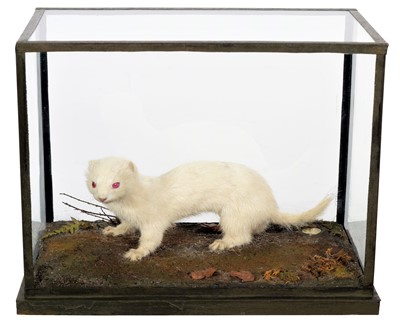 Lot 353 - Taxidermy: A Cased Albino Weasel (Mustela...