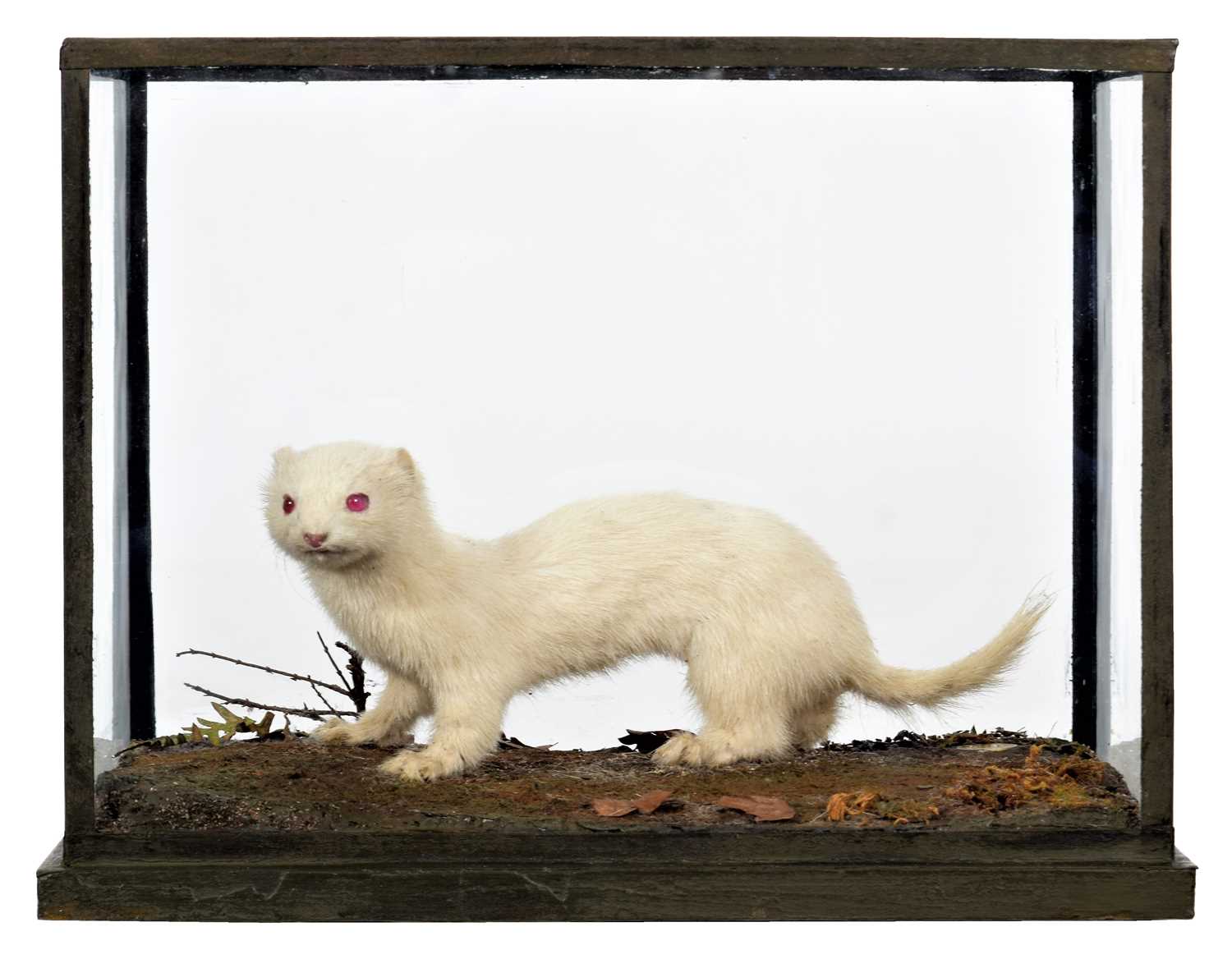 Lot 353 - Taxidermy: A Cased Albino Weasel (Mustela...