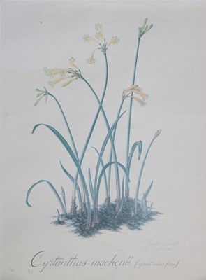 Lot 1047 - After Thalia Lincoln Four signed botanical...