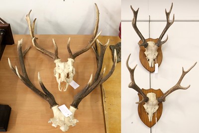 Lot 1087 - Antlers/Horns: Fallow Deer, Red Deer & Sika...