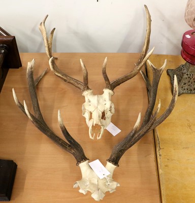 Lot 1087 - Antlers/Horns: Fallow Deer, Red Deer & Sika...