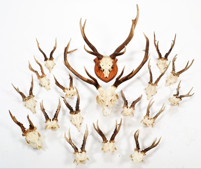 Lot 1091 - Antlers/Horns: A Collection of Roebuck, Red...