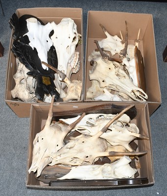 Lot 1225 - Skulls/Antlers: A Group of Red Deer Cut Skulls,...