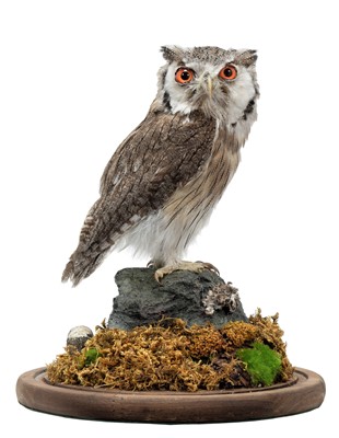 Lot 26 - Taxidermy: A Northern White-Faced Scops Owl...