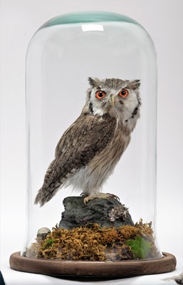 Lot 26 - Taxidermy: A Northern White-Faced Scops Owl...