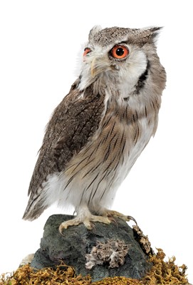 Lot 26 - Taxidermy: A Northern White-Faced Scops Owl...