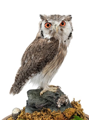 Lot 26 - Taxidermy: A Northern White-Faced Scops Owl...