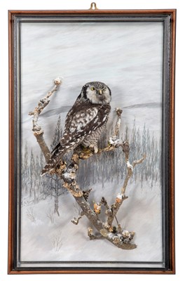 Lot 16 - Taxidermy: A Wall Cased Northern Hawk-Owl...