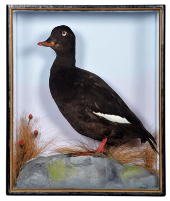 Lot 5 - Taxidermy: A Cased Velvet Scoter Duck...