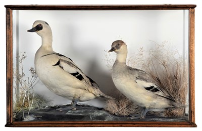 Lot 21 - Taxidermy: A Cased pair of Smew Ducks...