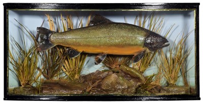 Lot 205 - Taxidermy: A Cased Arctic Char (Salvelinus...