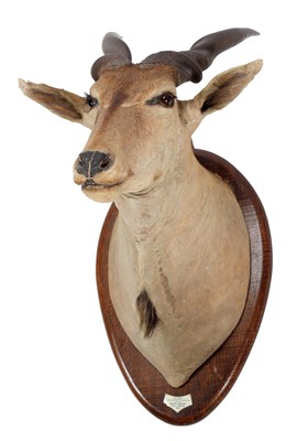 Lot 116 - Taxidermy: East African or Patterson's Eland...