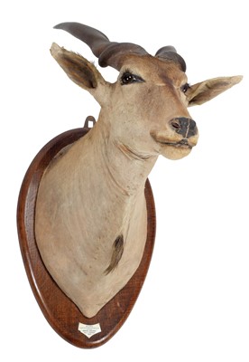 Lot 22 - Taxidermy: An East African or Patterson's...