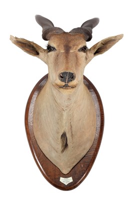 Lot 116 - Taxidermy: East African or Patterson's Eland...