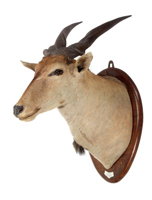 Lot 22 - Taxidermy: An East African or Patterson's...