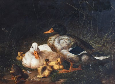 Lot 1049 - Ray Jacob (20th Century) Study of ducks and...