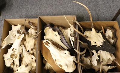 Lot 1090 - Skulls/Antlers: A Group of Red Deer Cut Skulls,...