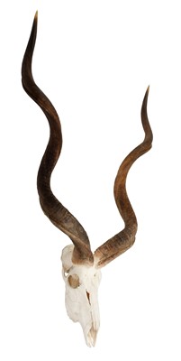 Lot 18 - Hides/Horns: A Group of African Game Trophies,...