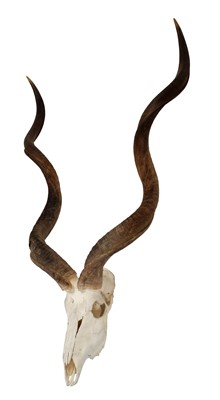 Lot 18 - Hides/Horns: A Group of African Game Trophies,...