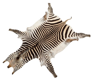 Lot 50 - Skins/Hides: Hartmann's Mountain Zebra Skin...