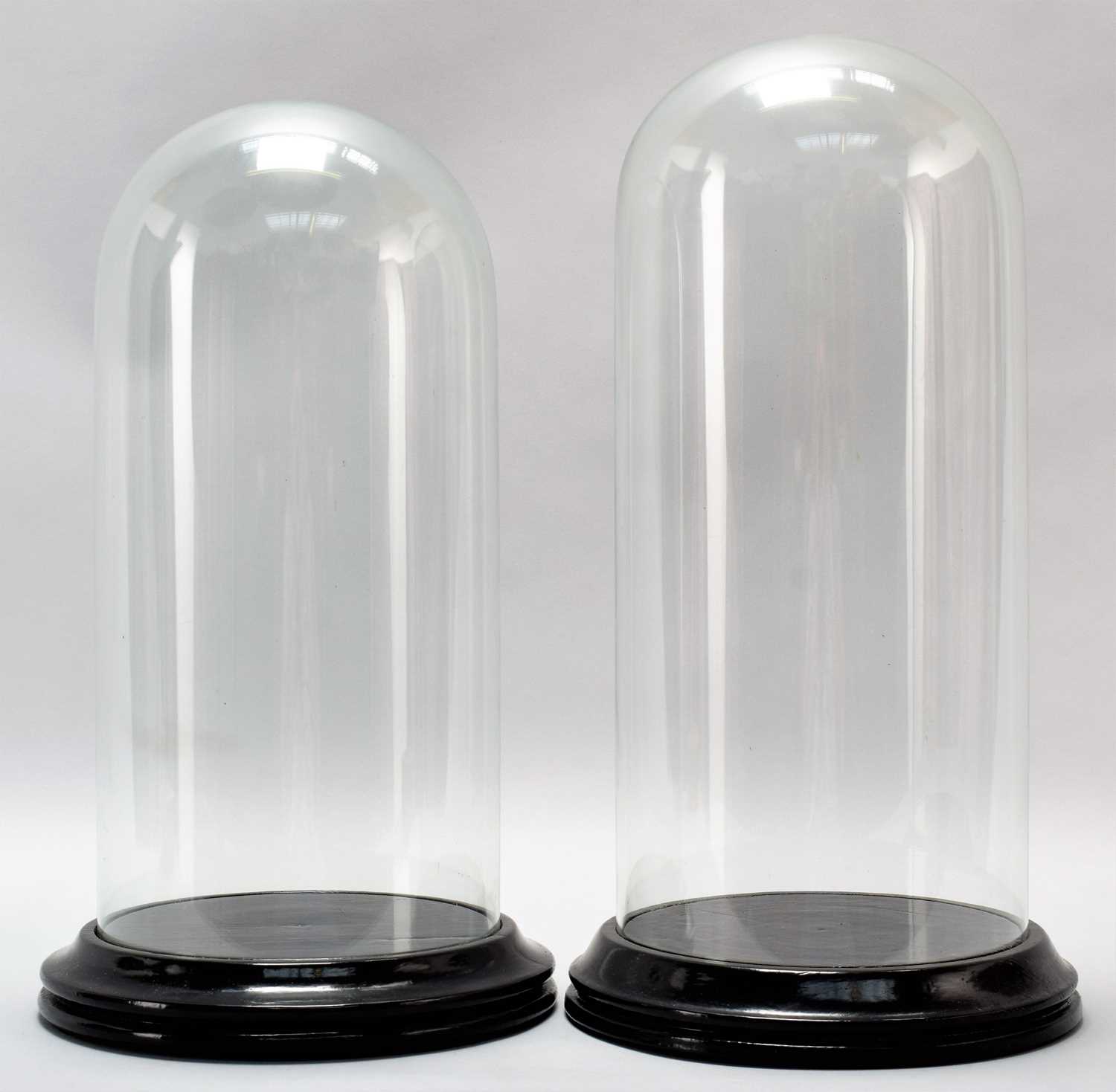 Lot 129 - Glass Domes: Two Period Circluar Glass Domes,...