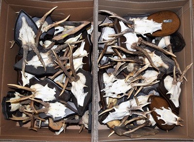 Lot 339 - Antlers/Horns: A Collection of European...