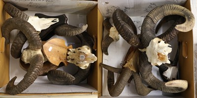 Lot 1351A - Antlers/Horns: A Group of European Mouflon &...