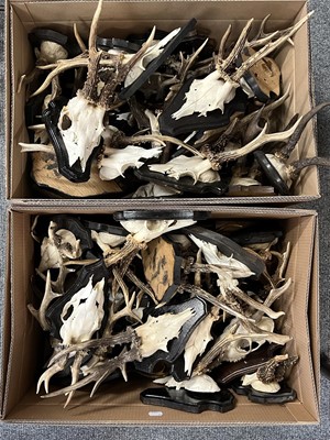 Lot 1124 - Antlers/Horns: A Collection of European...