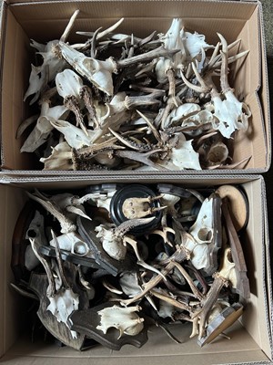 Lot 1362 - Antlers/Horns: A Collection of European...