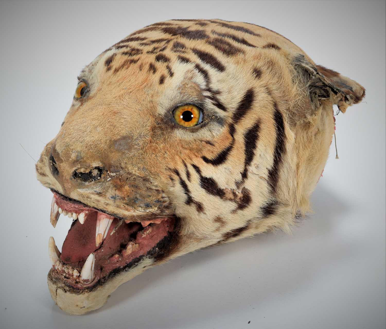 Lot 31 - Taxidermy: Indian Tiger Head Mount (Panthera...