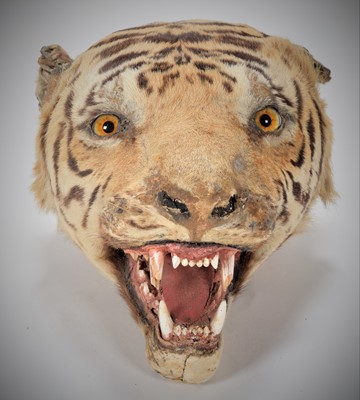 Lot 31 - Taxidermy: Indian Tiger Head Mount (Panthera...