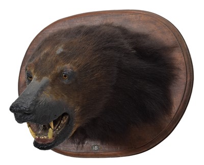 Lot 29 - Taxidermy: Asiatic Black Bear (Ursus...