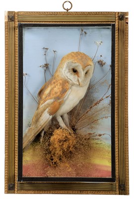 Lot 7 - Taxidermy: A Cased Barn Owl (Tyto alba), circa...