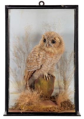 Lot 19 - Taxidermy: A Late Victorian Cased Tawny Owl...