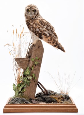 Lot 32 - Taxidermy: A Short-Eared Owl (Asio flammeus),...