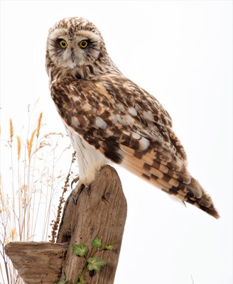 Lot 32 - Taxidermy: A Short-Eared Owl (Asio flammeus),...